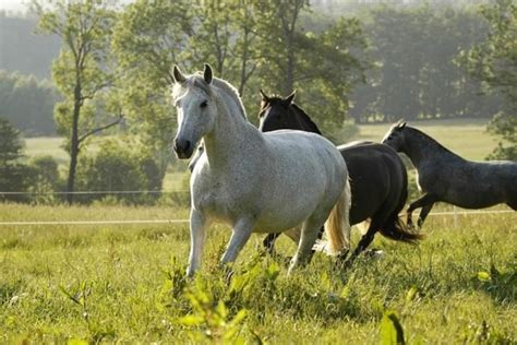 Everything You Need to Know About Crossbreeding .
